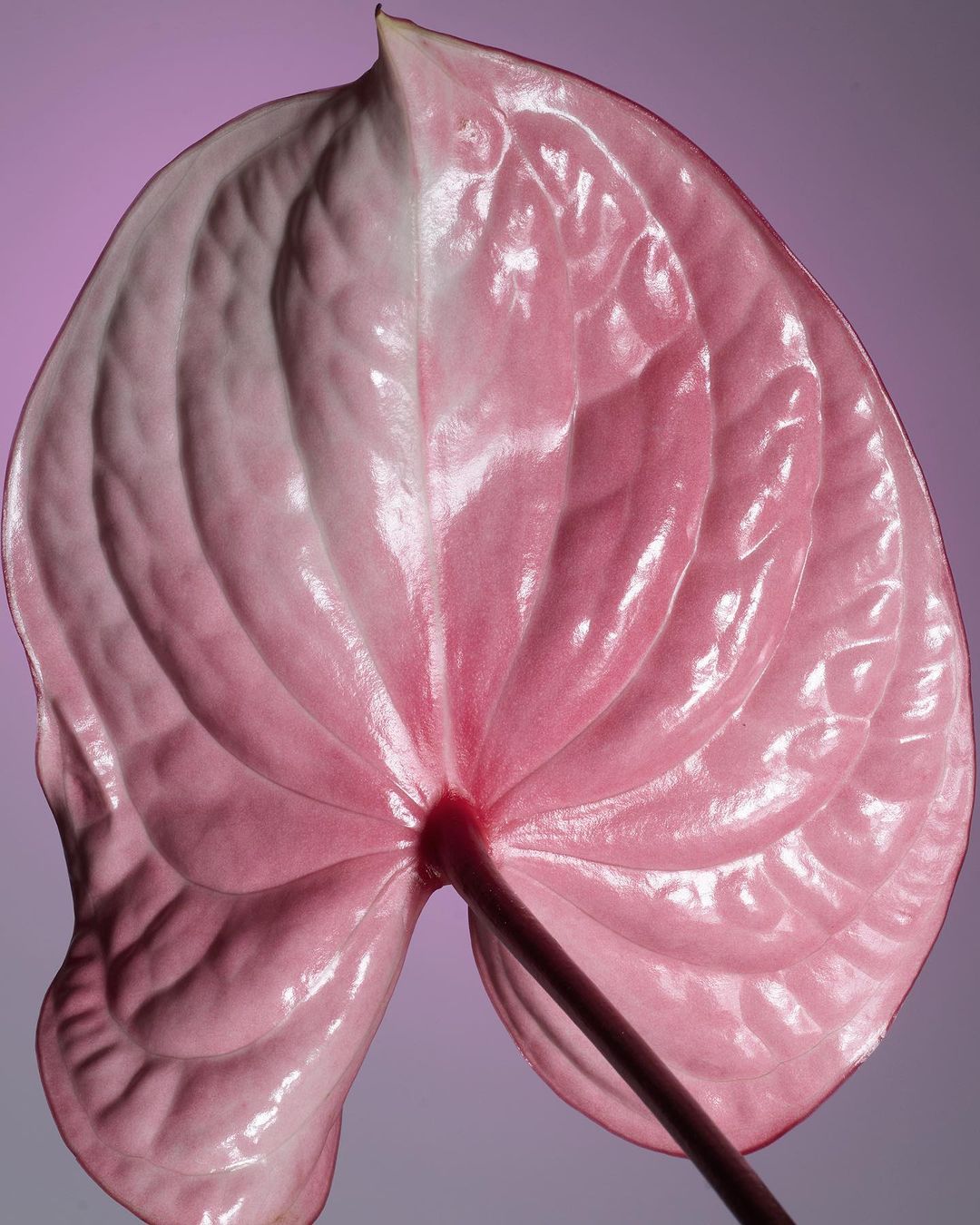 Close-up studio shot of a pink Anthurium flower with textured petal detail against a gradient purple backdrop.