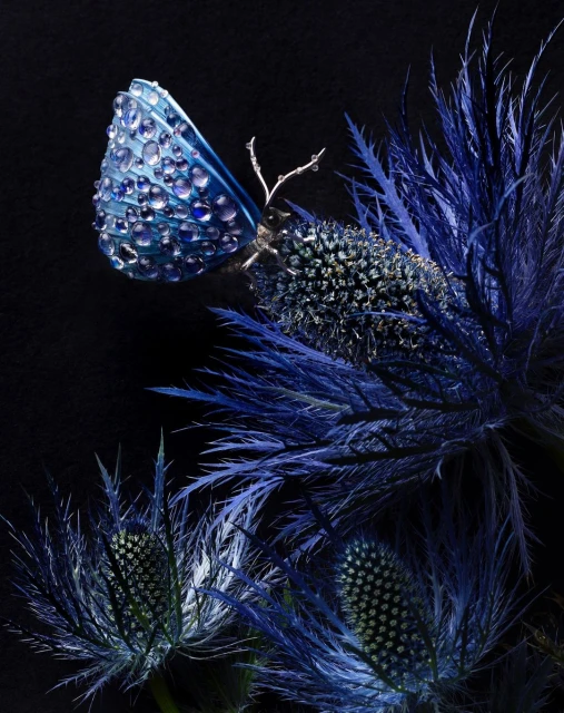 A blue butterfly with water droplets on its wings rests on a spiky thistle flower against a dark, near-black background. Nature photography.