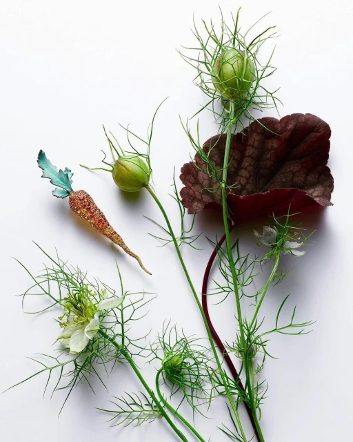 A stylized carrot and fresh Nigella flower arrangement on a white background, featuring dark red foliage and spiky-edged seed pods.