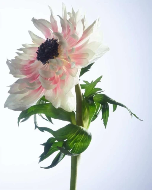 Close-up shot of a white and pink Anemone flower with a black center, green stem and leaves on a gradient white background.