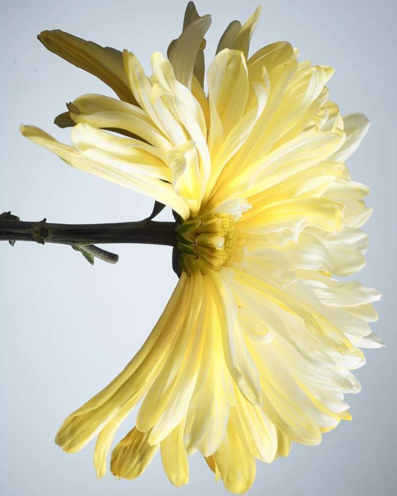 Close-up studio shot of a yellow chrysanthemum flower in full bloom with visible petals, stem and leaves against a white backdrop.