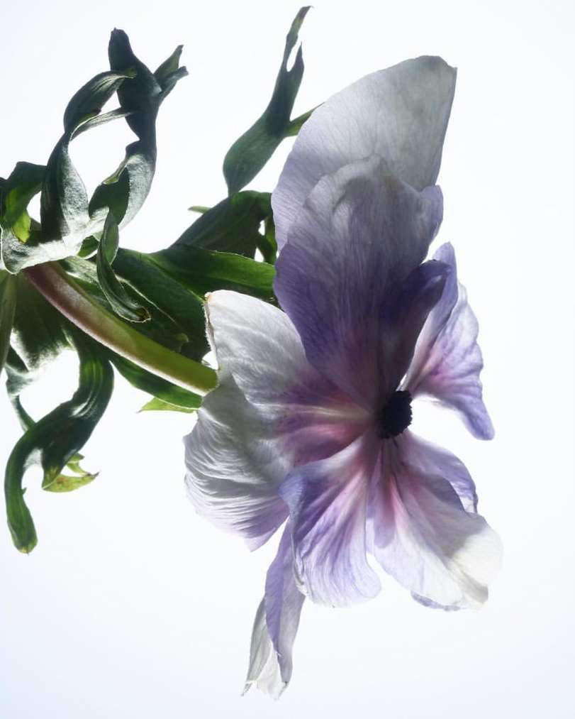Macro photo of a delicate anemone flower featuring white and purple petals with green stem and leaves against a bright white background.
