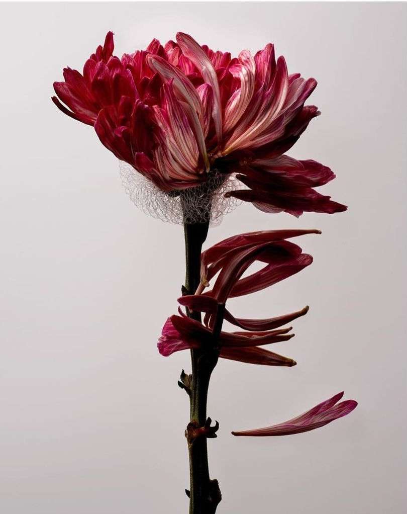Close-up studio shot of a fading burgundy chrysanthemum flower with wilting petals, set against a pale grey background, casting a soft shadow.