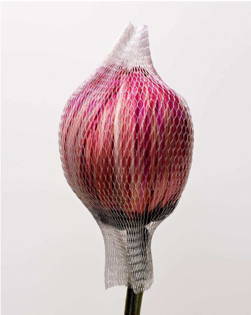 Close-up of a protea flower with red and white petals in a silver net covering against a white background, minimalist floral still life.