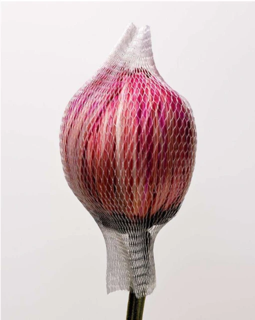 Close-up of a protea flower with red and white petals in a silver net covering against a white background, minimalist floral still life.