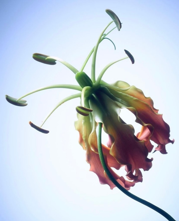 Low-angle studio shot of a Gloriosa superba flower, featuring red and yellow petals and long, extended stamen against a light blue background.