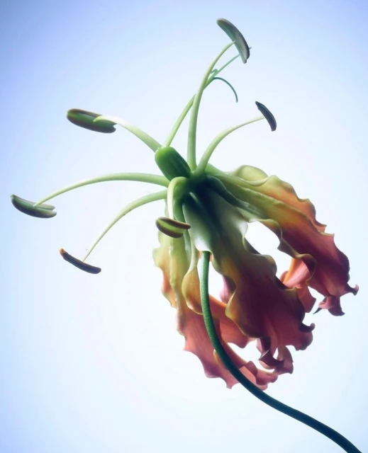 Low-angle studio shot of a Gloriosa superba flower, featuring red and yellow petals and long, extended stamen against a light blue background.