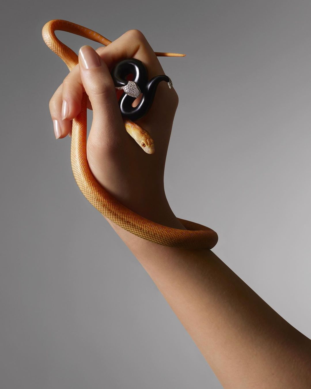 Arm of an adult female with manicured nails, wearing a black and silver snake-shaped ring, and holding a corn snake in a studio setting.