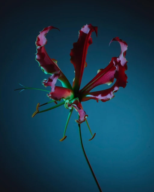 Striking studio shot of a red and pink Gloriosa lily, showcasing its unique petal structure against a deep teal background.