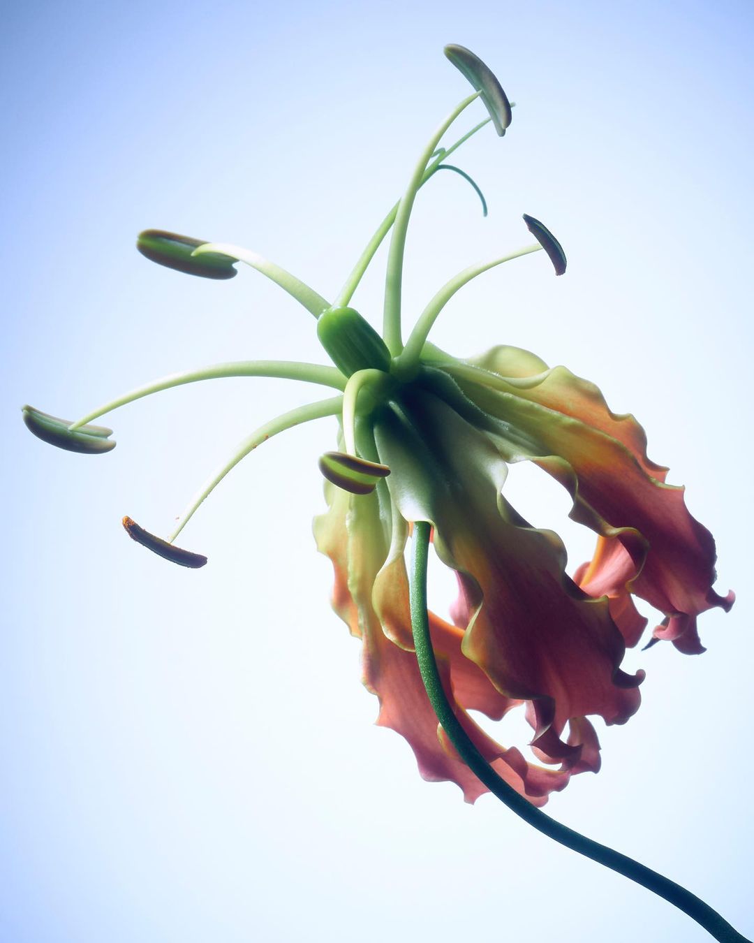 Close-up studio shot of a flame lily with green and red petals against a light blue background, showcasing its exotic beauty.