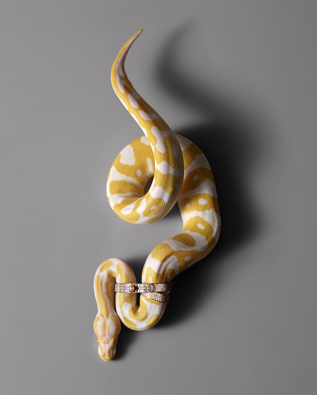 Albino python coiled on a gray surface, adorned with diamond rings, showcasing its unique yellow and white pattern and jewelry.