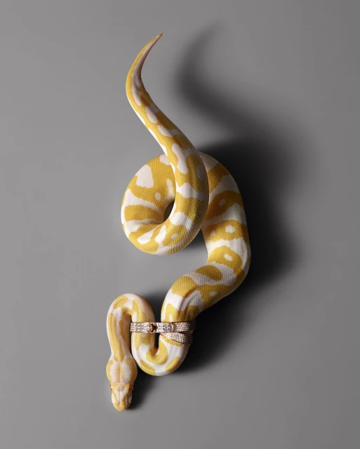 Albino python coiled on a gray surface, adorned with diamond rings, showcasing its unique yellow and white pattern and jewelry.