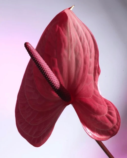 Close-up of a pink Anthurium flower with a spadix against a gradient pink and white background in soft focus, creating a minimalist floral art.