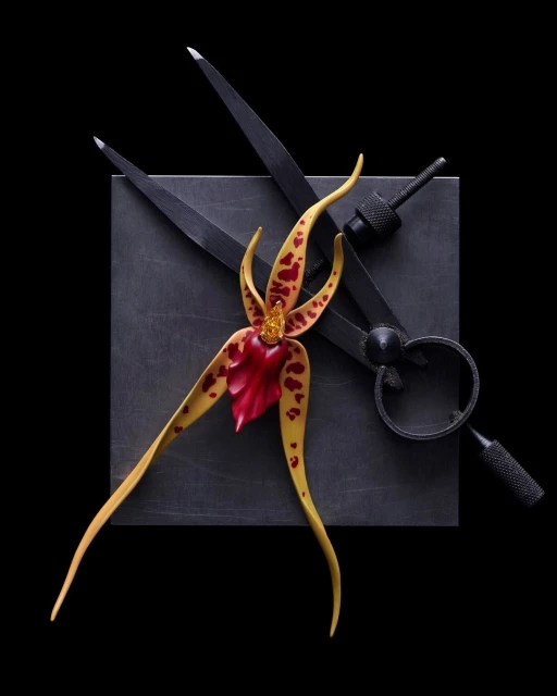 Close-up still life of an orchid blossom next to a black metal square and drafting compass, set against a black backdrop.