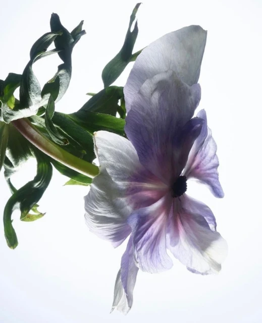 Botanical close-up photo of a backlit purple-and-white flower with green foliage against a bright white background. Floral studio shot.