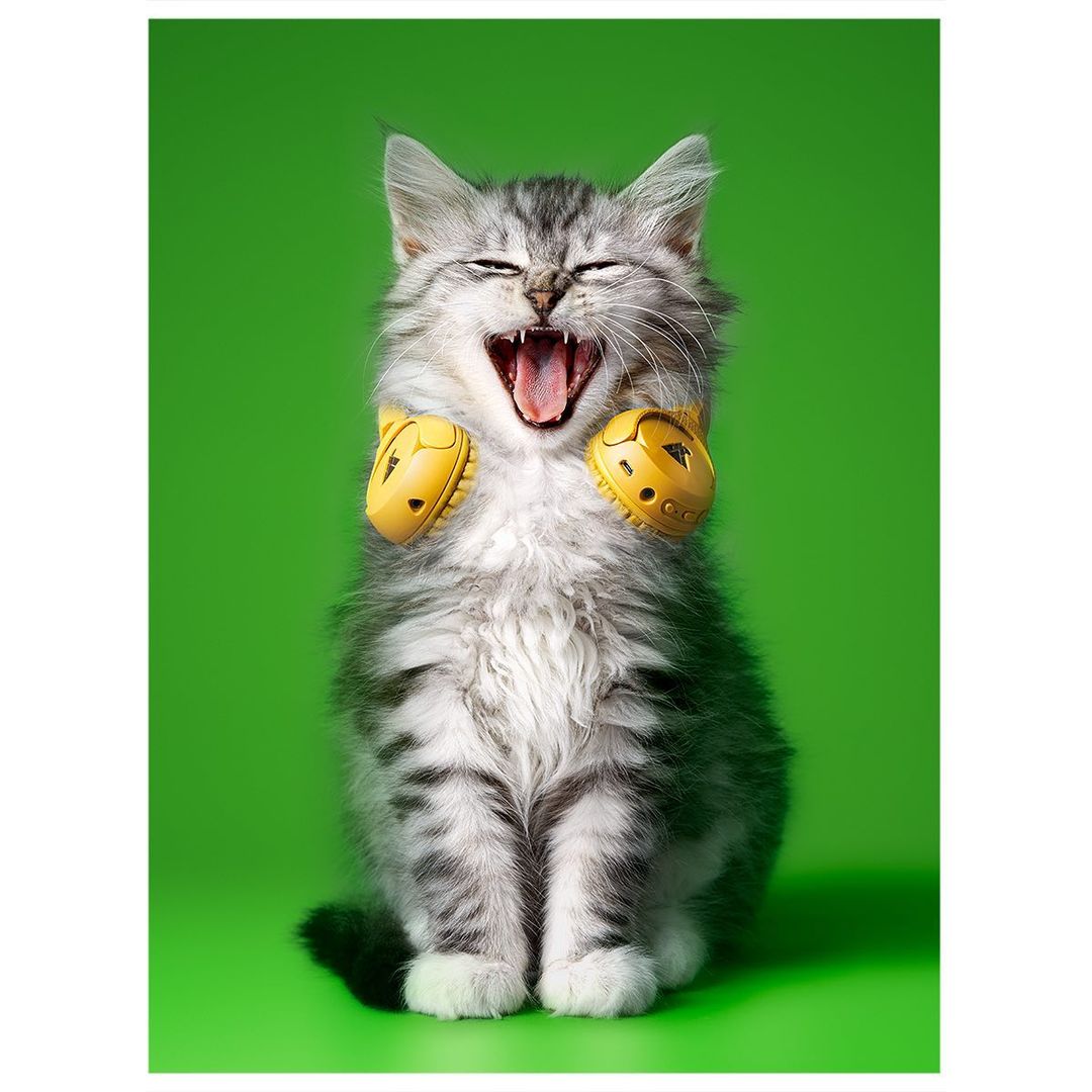 A silver tabby kitten sits upright wearing yellow headphones against a vibrant green backdrop, its mouth wide open in a yell.