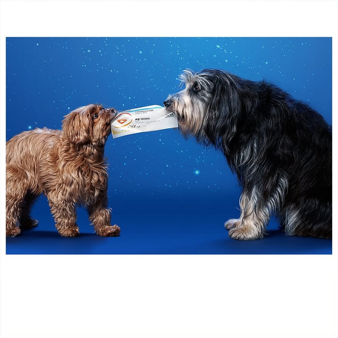 Two dogs, one brown and one black and white, share a white rectangular package against a blue starry background in a studio shot.