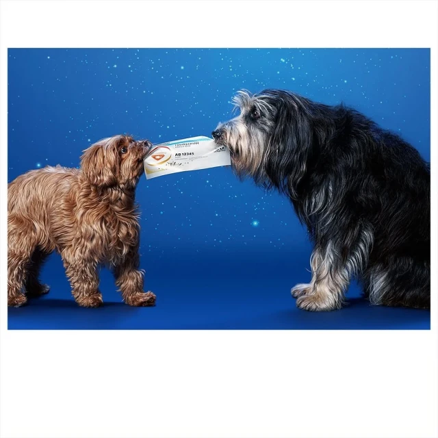Two dogs, one brown and one black and white, share a white rectangular package against a blue starry background in a studio shot.