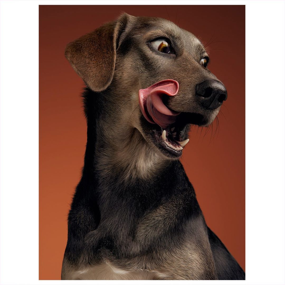 Close-up portrait of a dog with brown and black fur, mouth open and tongue extended against a solid orange backdrop in a studio.