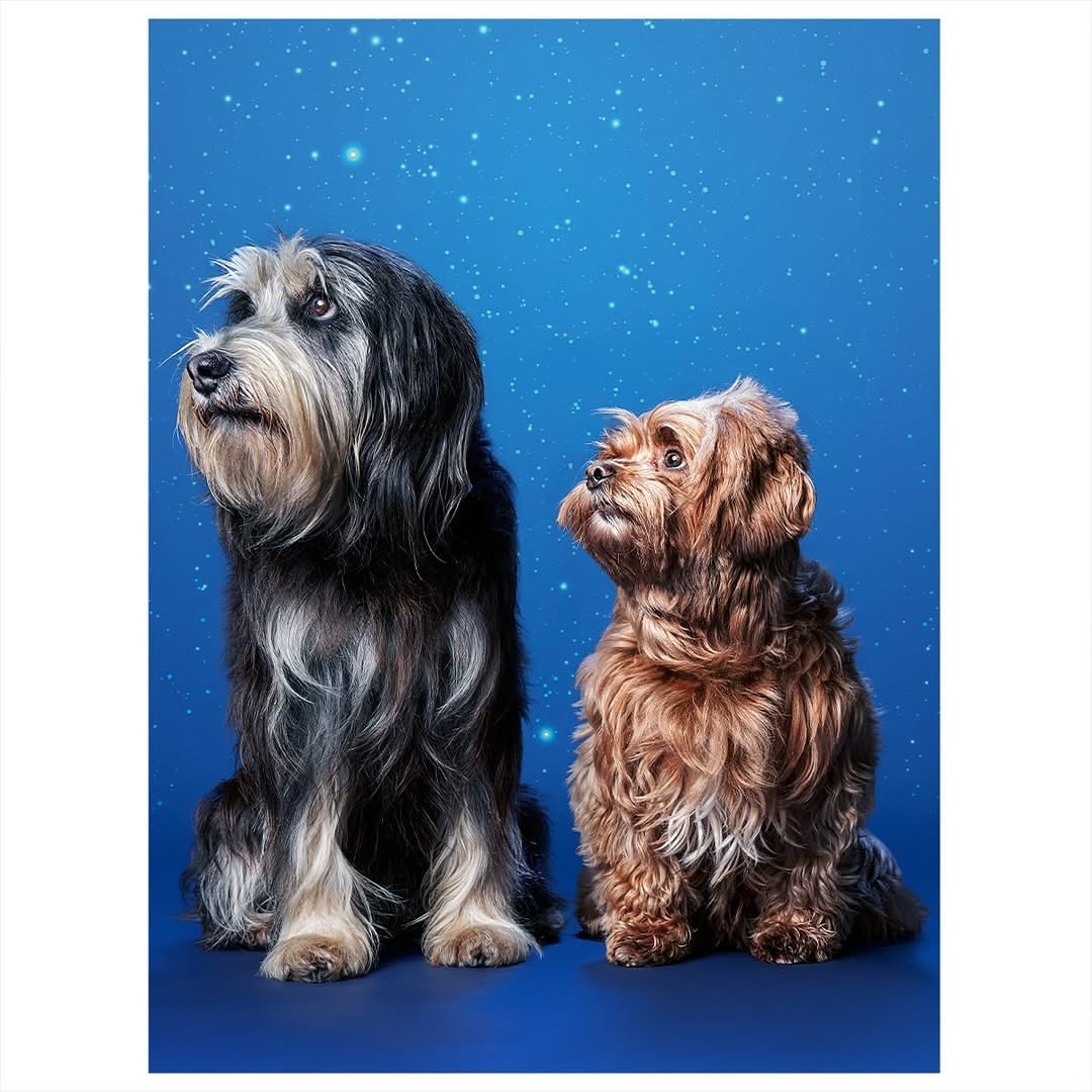 Two dogs, one black and one brown, sit side-by-side on a blue surface against a blue backdrop with bokeh-like white dots in a portrait-style studio shot.