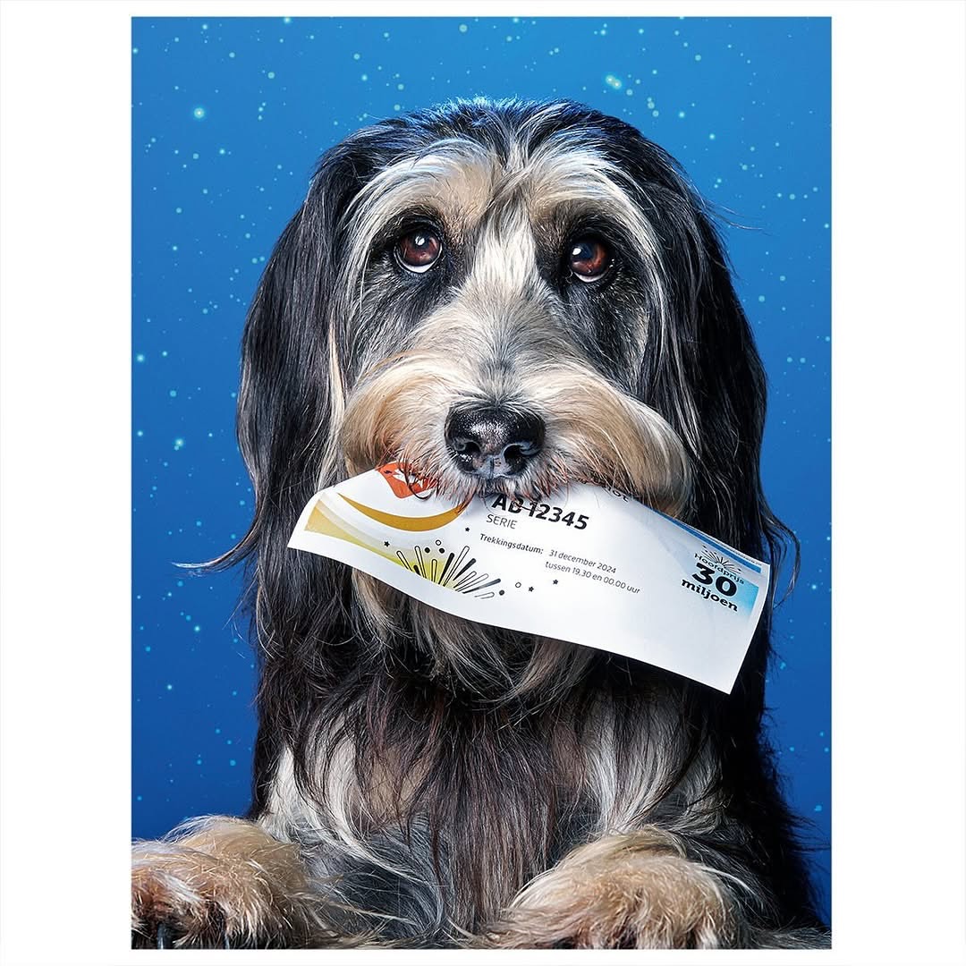 Dog holds lottery ticket in its mouth against a blue background with white dots, creating a playful and eye-catching visual.