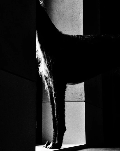Dramatic black and white photo of a silhouetted deer or dog standing in a doorway with minimalist architectural background.