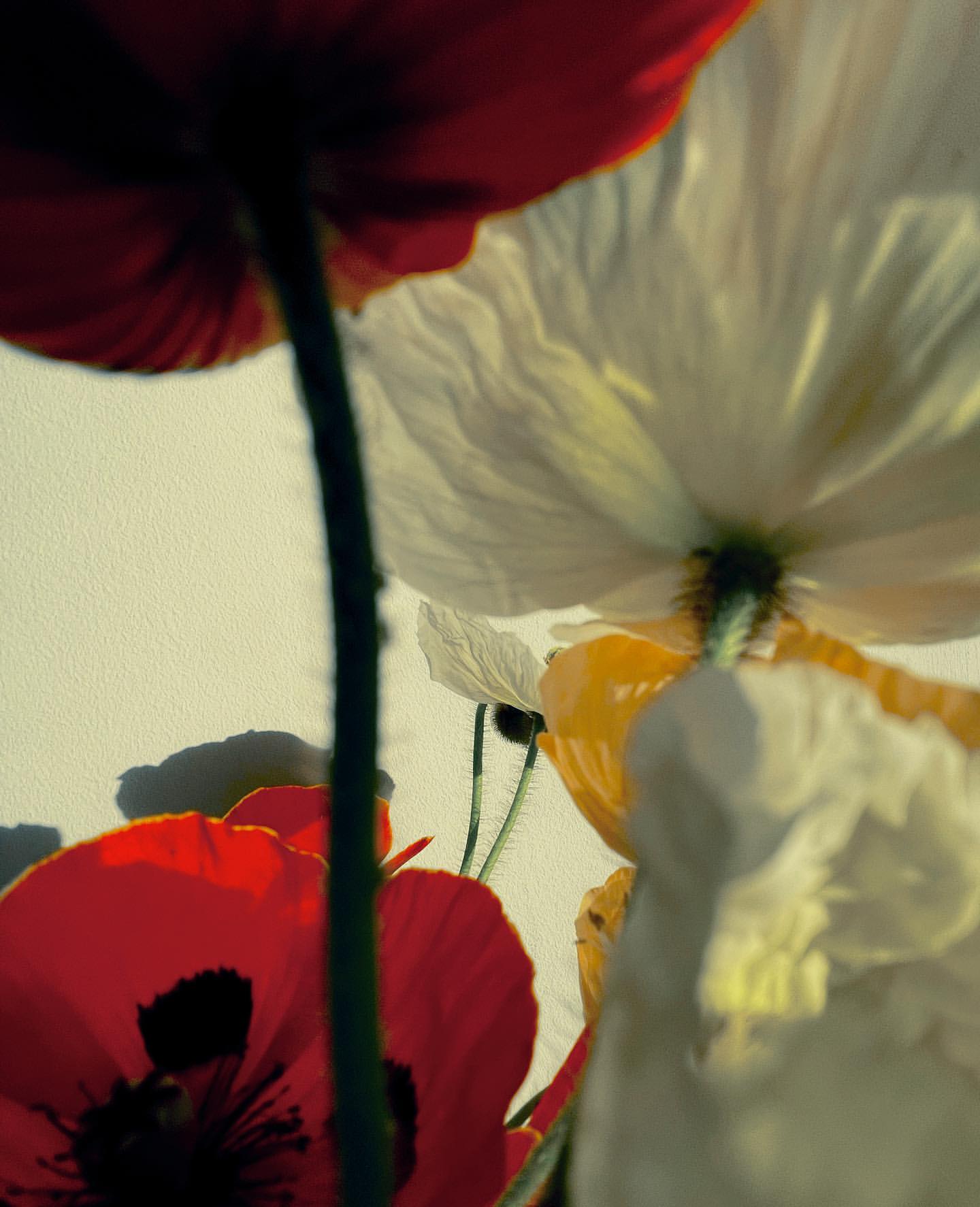 Macro photograph of red, white, and yellow poppies, showcasing their textures and details against a soft, solid color backdrop.
