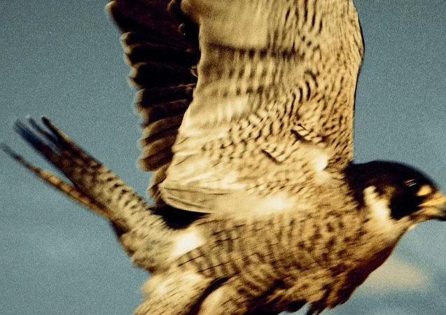 Close-up of a Peregrine Falcon in flight against a soft blue sky, wings outstretched showing detailed feather patterns.