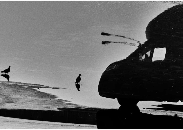 Black and white photo of two birds standing on a wet pavement reflecting the sky, with a car reflection occupying half the frame.