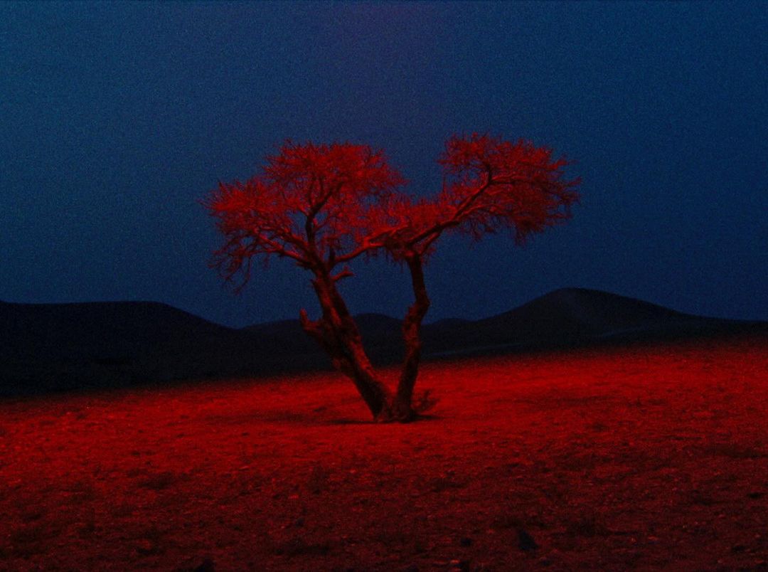 Red-lit tree stands in a field against a dark blue sky and silhouetted hills, creating a striking contrast of color and form.