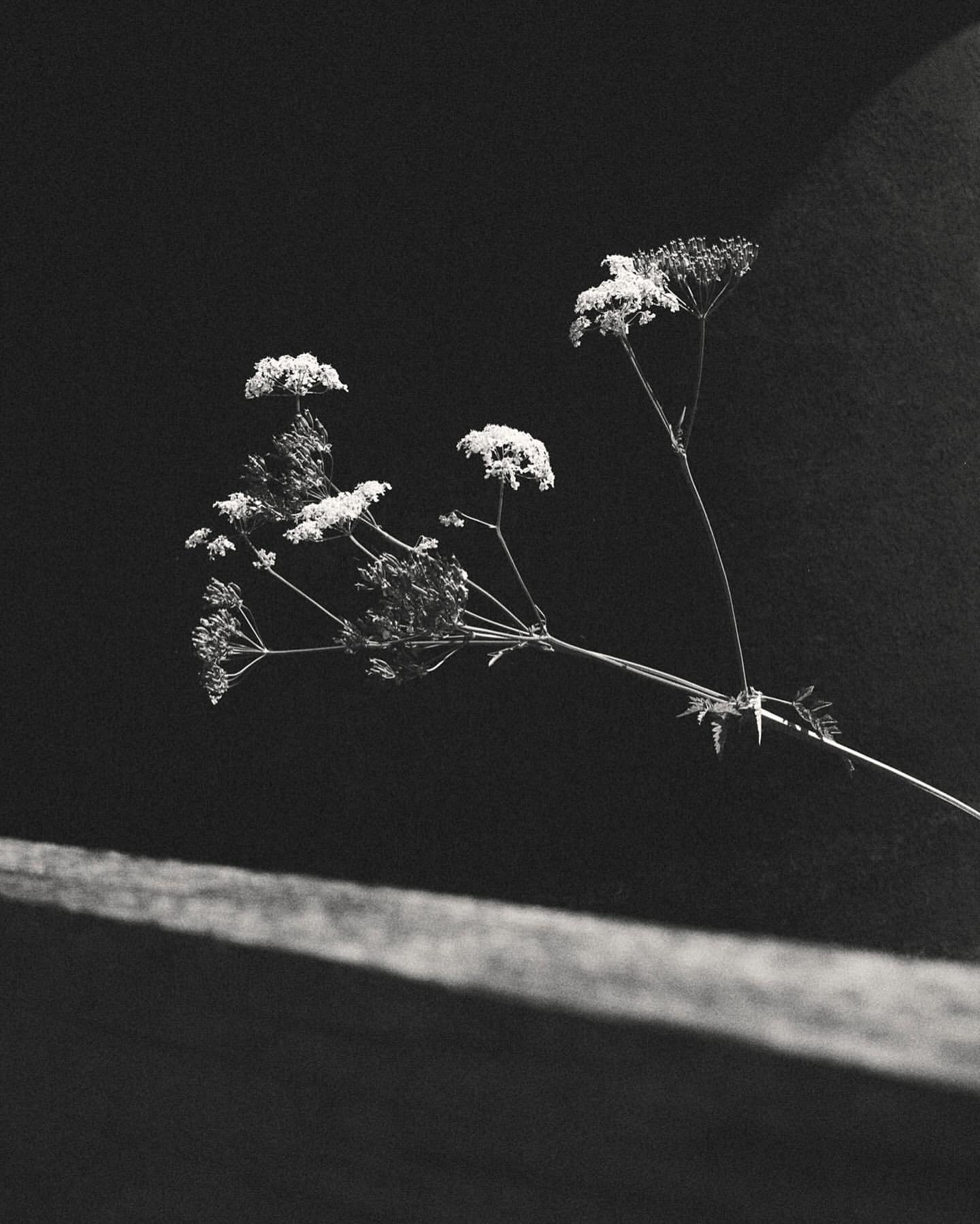 Black and white photograph of Queen Anne's Lace wildflowers, starkly lit against a dark backdrop, near a weathered wooden surface.