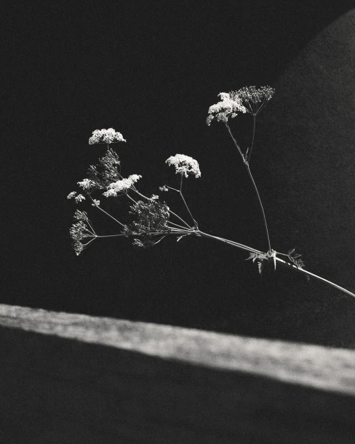 Jack Johnstone