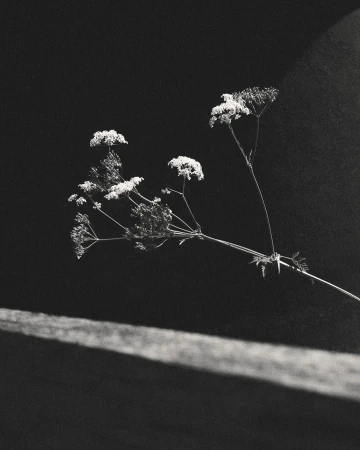 Jack Johnstone