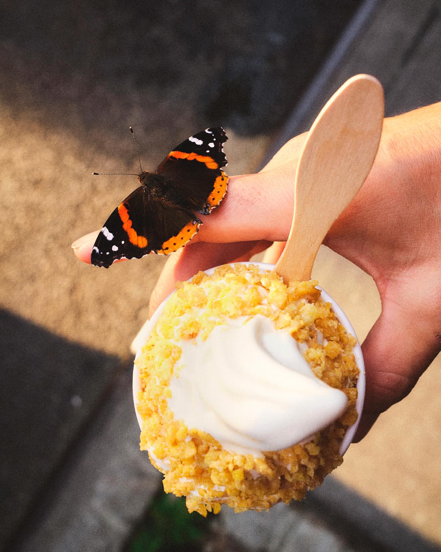 Butterfly perches on finger near ice cream cup with wooden spoon. Soft focus, warm light on sweets.