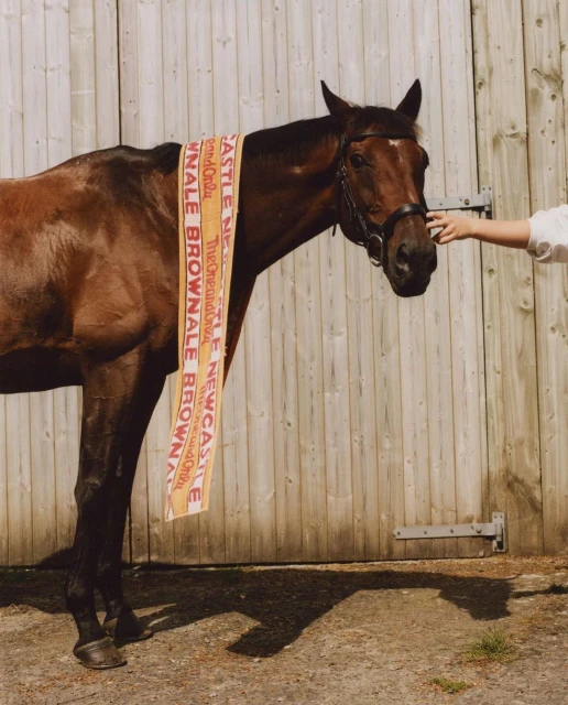 Brown horse with bridle and rosette is being pet on the face near a closed wood barn door, outdoors during the daytime.