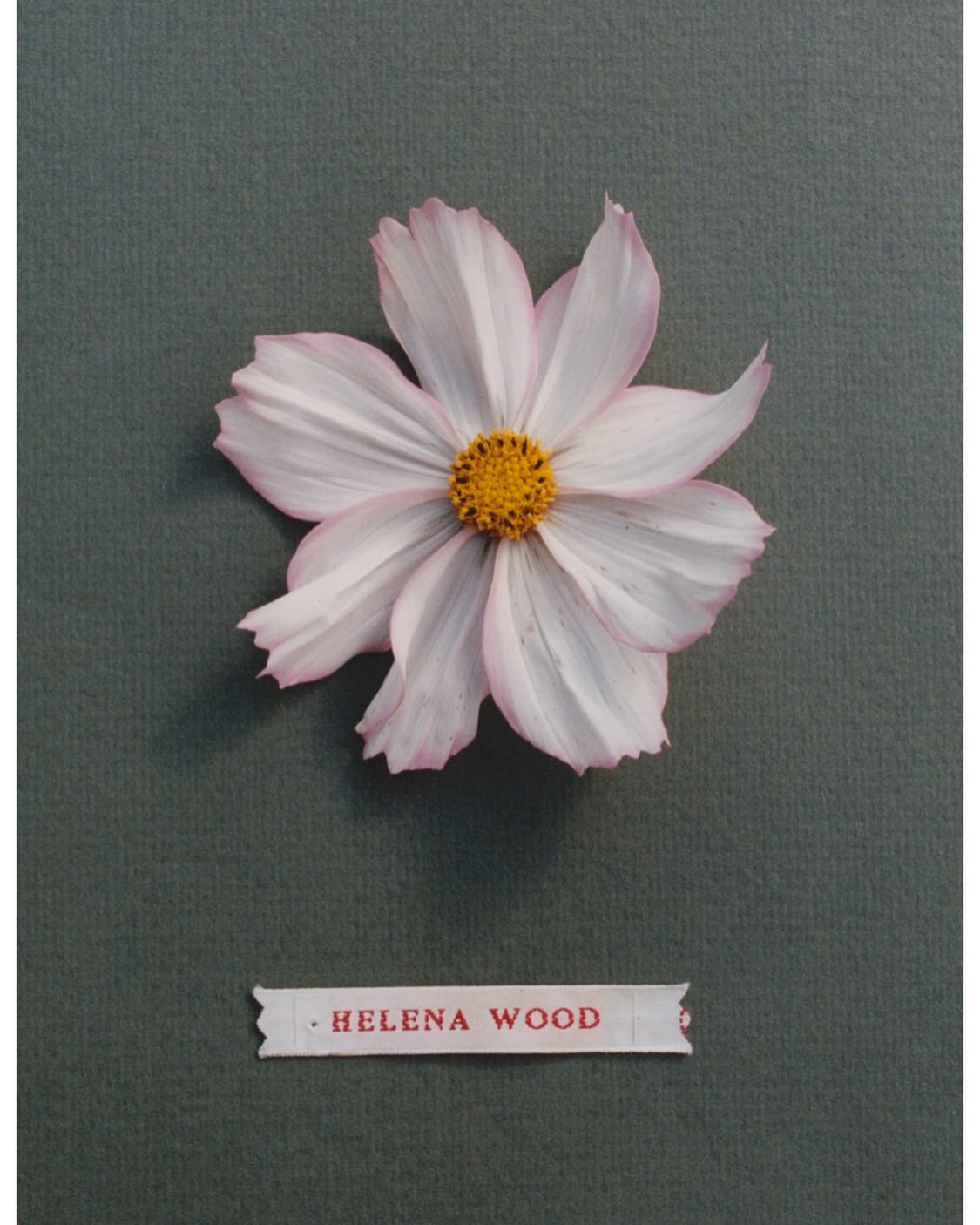 Close-up of a single cosmos flower with white petals and a yellow center set against a grey background with a name label.