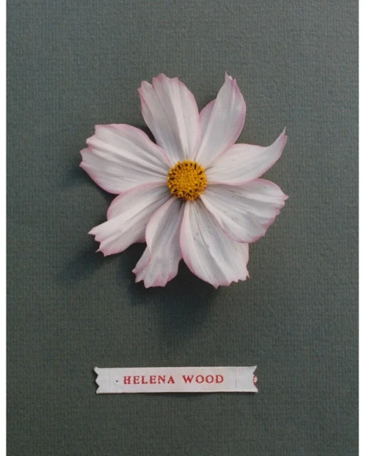 Close-up of a single cosmos flower with white petals and a yellow center set against a grey background with a name label.