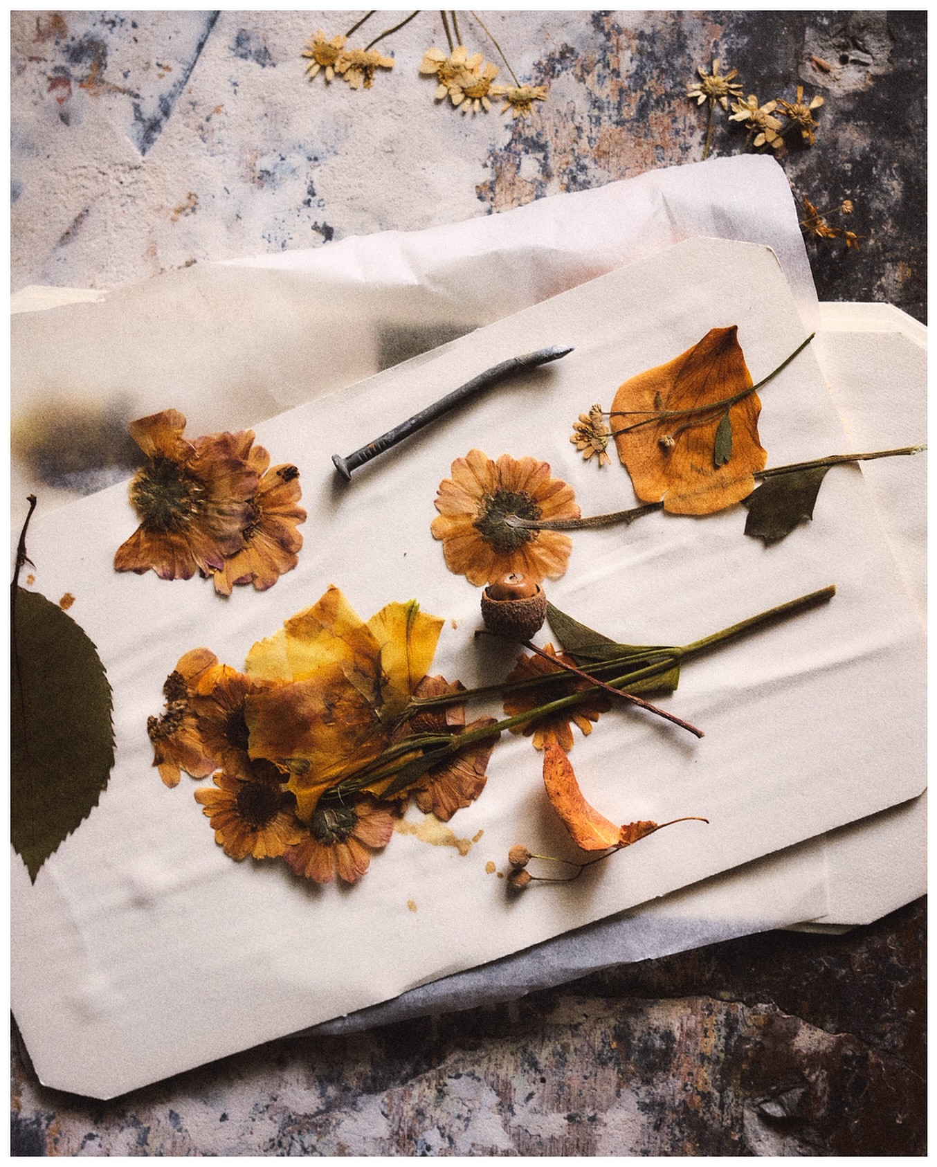 Still life of pressed flowers and leaves on vintage paper with an antique nail, set against a textured, neutral-toned backdrop.