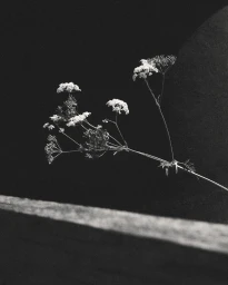 Close-up black and white photograph of delicate wild flower stems against a dark textured background by Jack Johnstone