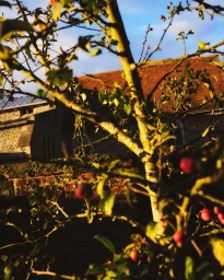 Close-up of a fruit tree with small red berries in the foreground against a traditional brick building and clear sky.