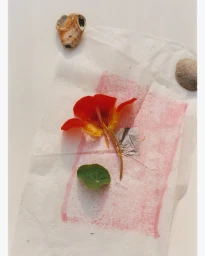 Close-up still life photograph featuring a red nasturtium flower and a green leaf arranged on crumpled white tissue paper with stones