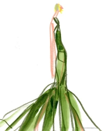 Minimalist fashion illustration of a figure in a flowing green gown by Jacky Marshall on a plain white background.