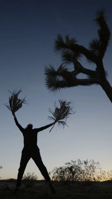 Silhouette of an adult reaching up towards a Joshua Tree at sunset in a sparse landscape with a clear sky and arid climate.