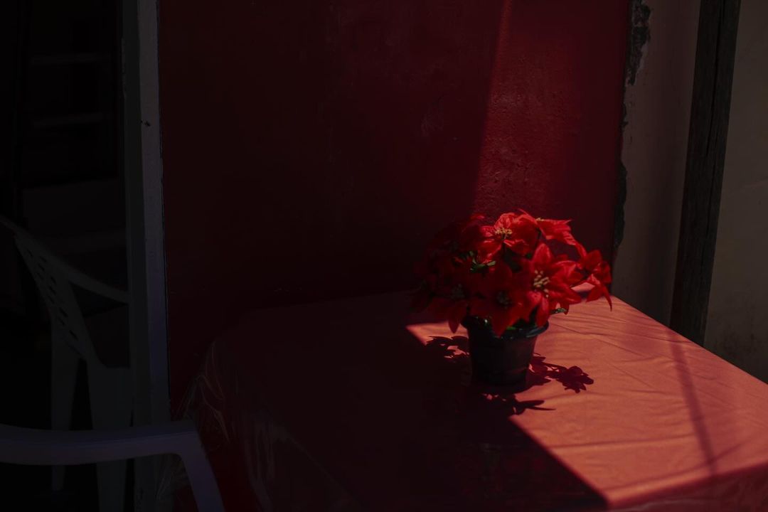 Still life shot of a vibrant red poinsettia arrangement in a dark pot on a red table, against a contrasting dark red wall.