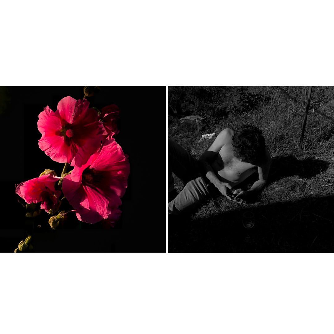 Diptych shows bright pink hollyhock flowers on black background and a topless man in jeans reclining in the grass in black and white.