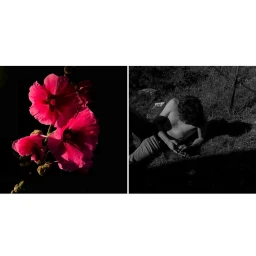 Diptych image featuring bright pink flowers on the left and a shirtless man resting on grass on the right