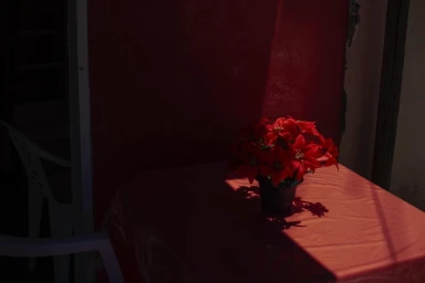 Red potted plant on a square red table under stark sunlight against a dark red wall in Paris by Jair Lanes.