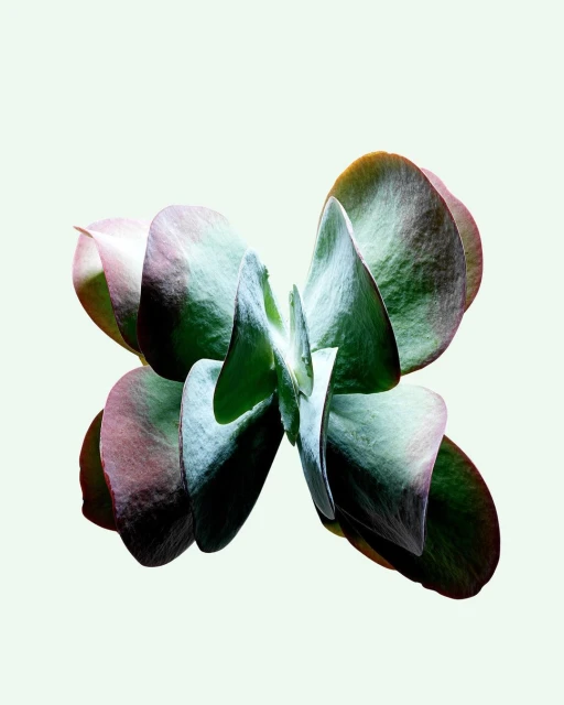 Close-up studio shot of a green eucalyptus plant featuring layers of round leaves, showcasing its unique symmetrical arrangement and texture.