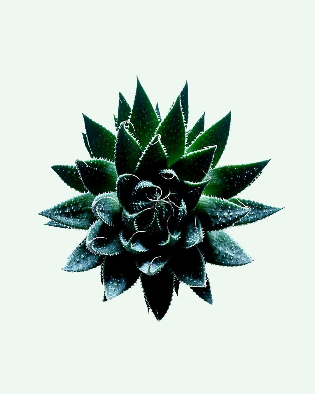 A succulent plant with dark green leaves arranged in a rosette formation, captured in a close-up shot against a clean, pale background.