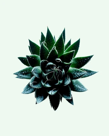 A succulent plant with dark green leaves arranged in a rosette formation, captured in a close-up shot against a clean, pale background.